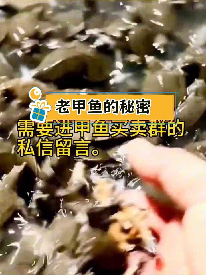 甲鱼养殖基地探秘