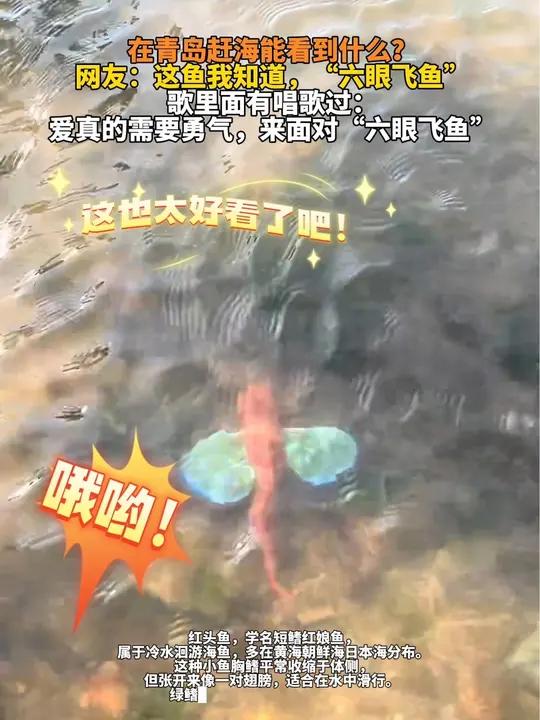 在青岛赶海能看到什么?网友:这鱼我知道,“六眼飞鱼” 歌里面有唱歌过:爱真的需要勇气,来面