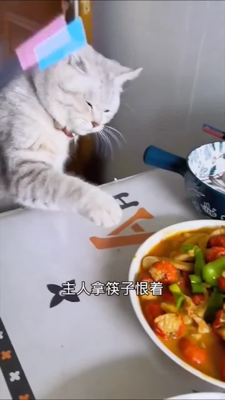 为吃小龙虾,猫咪在挨揍边缘疯狂试探 萌宠趣事