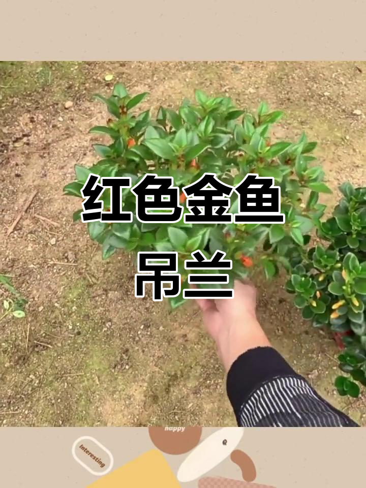 金鱼花带苞盆栽，四季开花，阳台植物首选