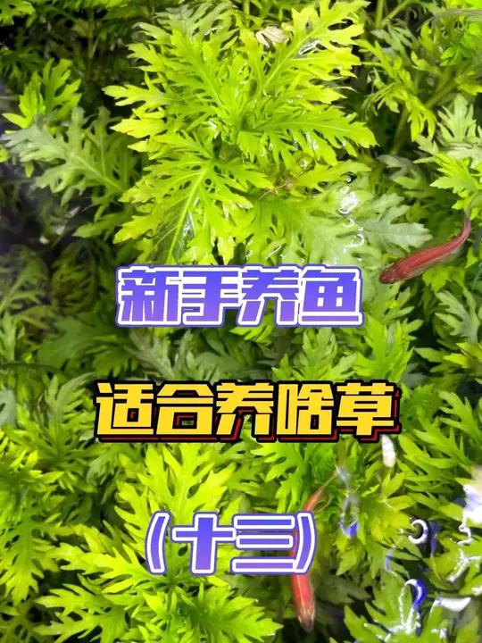 养鱼心法「第十三节」新手适合养啥水草?水草为啥会挂掉?怎么才能养活水草?阳性水草新手是否适