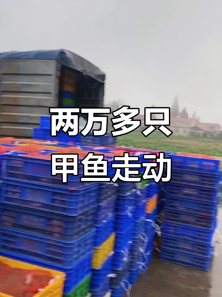 湖南甲鱼养殖基地,两万斤黑花鳖雨中漫步