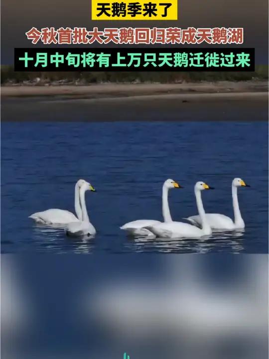 天鹅季来了,今秋首批大天鹅回归荣成天鹅湖,十月中旬将有上万只天鹅迁徙过来 天鹅回归