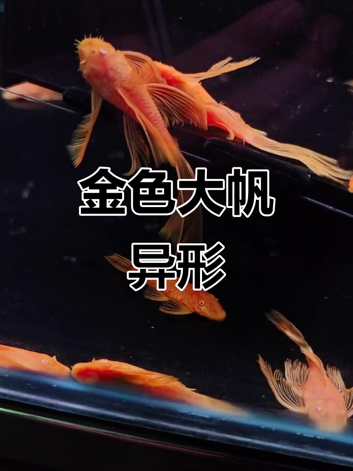 黄金大帆异形鱼,繁殖组太帅了!
