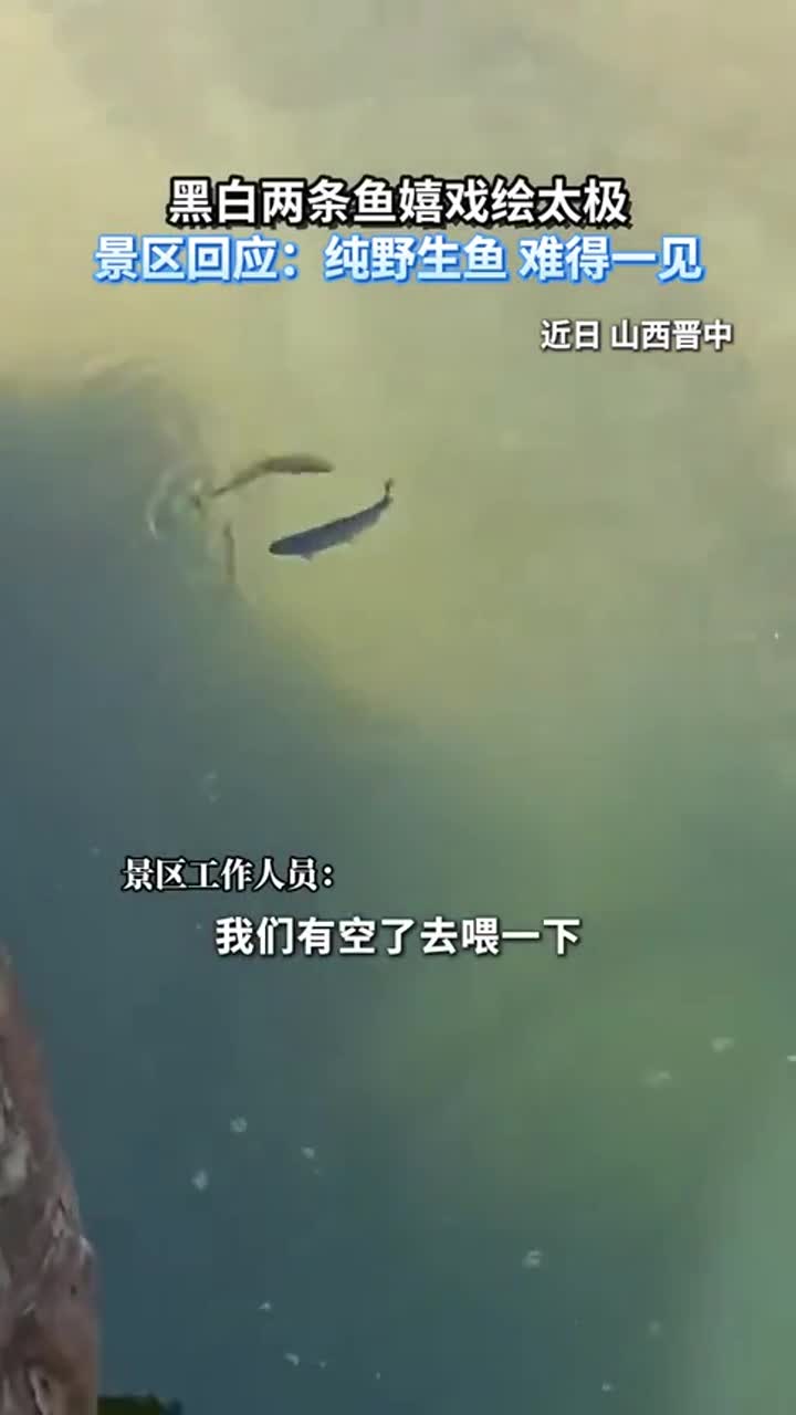 黑白两条鱼嬉戏绘太极,景区回应:纯野生鱼难得一见