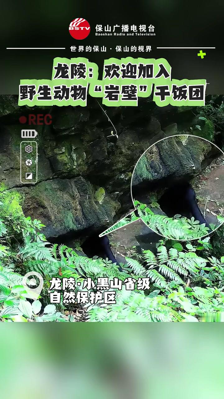 龙陵:欢迎加入野生动物“岩壁”干饭团(制作:赵谦来源:龙陵融媒)野生动物零距离 保山龙陵