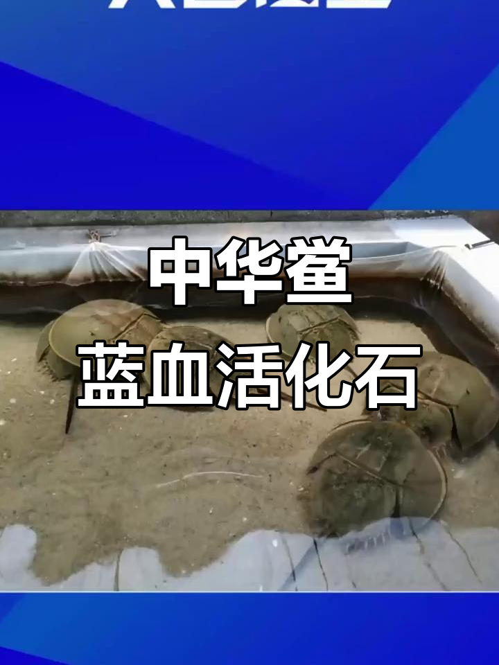 蓝色血液的活化石:中华鲎,海洋中的奇迹