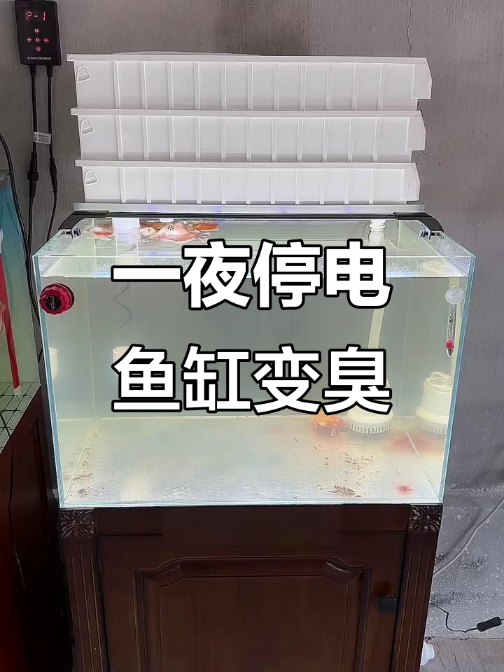 鱼缸一夜断电,高温缺氧引发恶臭,变频水泵真有必要