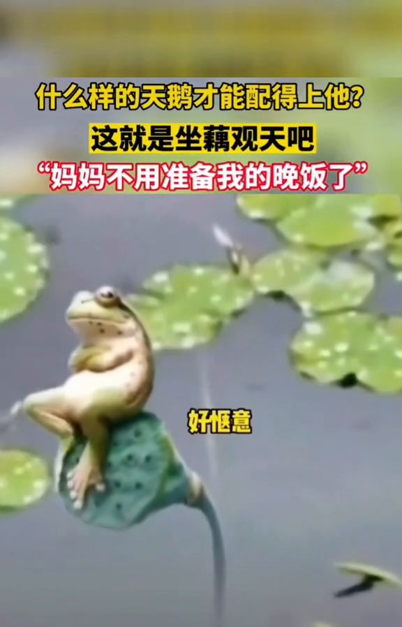 等天鹅 天鹅怎么还不来?