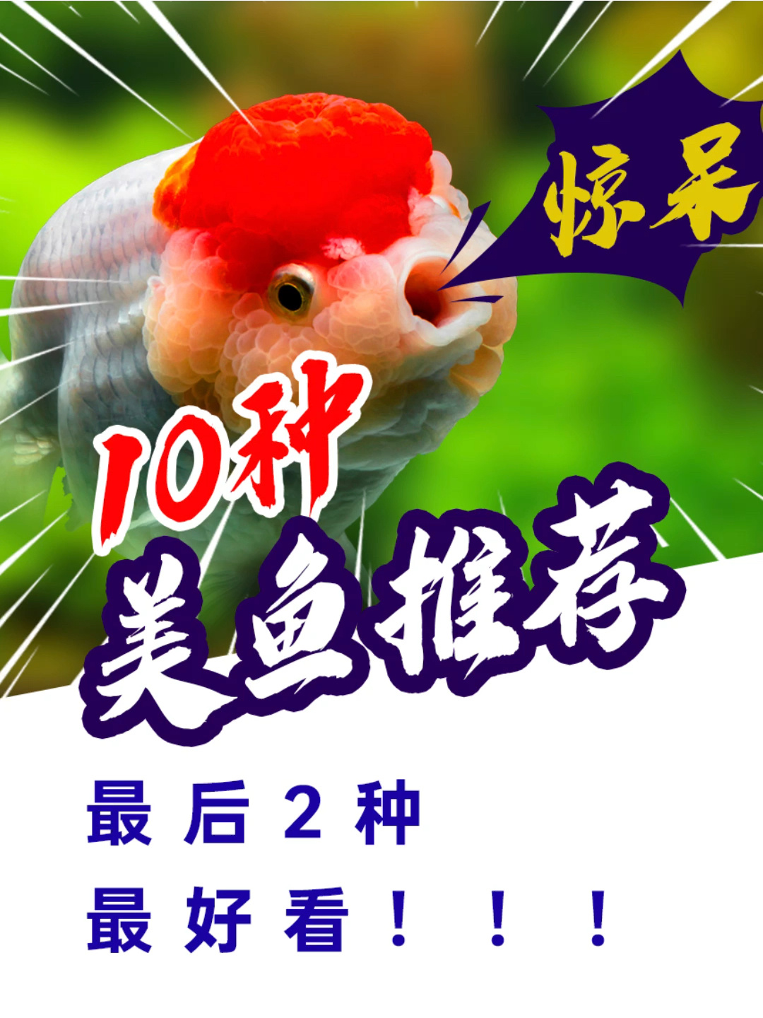天啊!我喜欢的10种淡水鱼,今天全部推荐给你