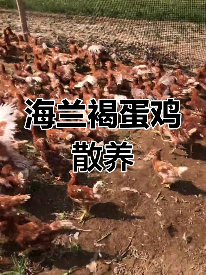 纯天然散养海兰褐蛋鸡,产蛋量惊人