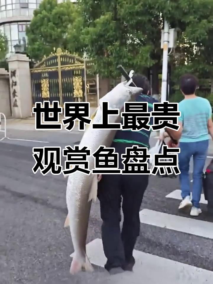 这些鱼你见过吗?从十万到百万,最贵的观赏鱼大揭秘