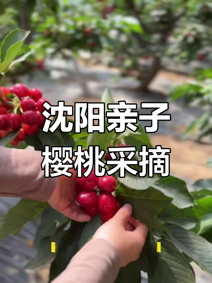沈阳亲子樱桃采摘园推荐,永兴大樱桃等你来摘!
