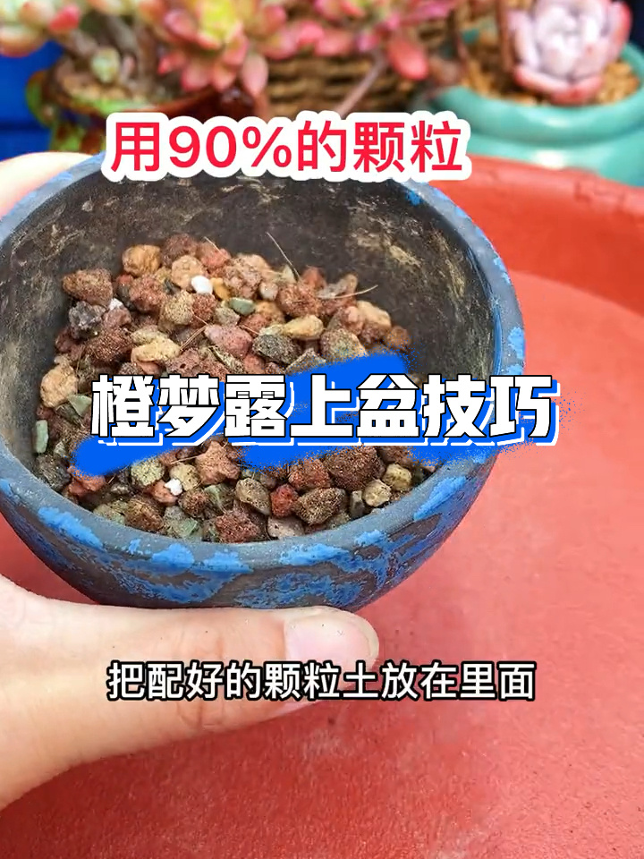 多肉植物～大橙子上盆技巧