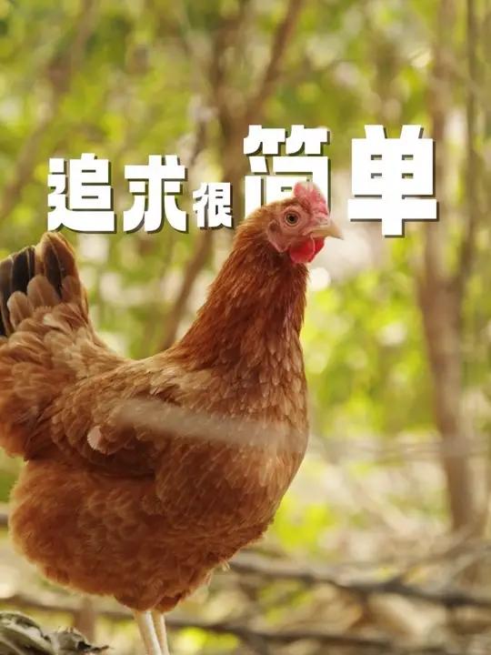 一只走地鸡到风干鸡的蜕变