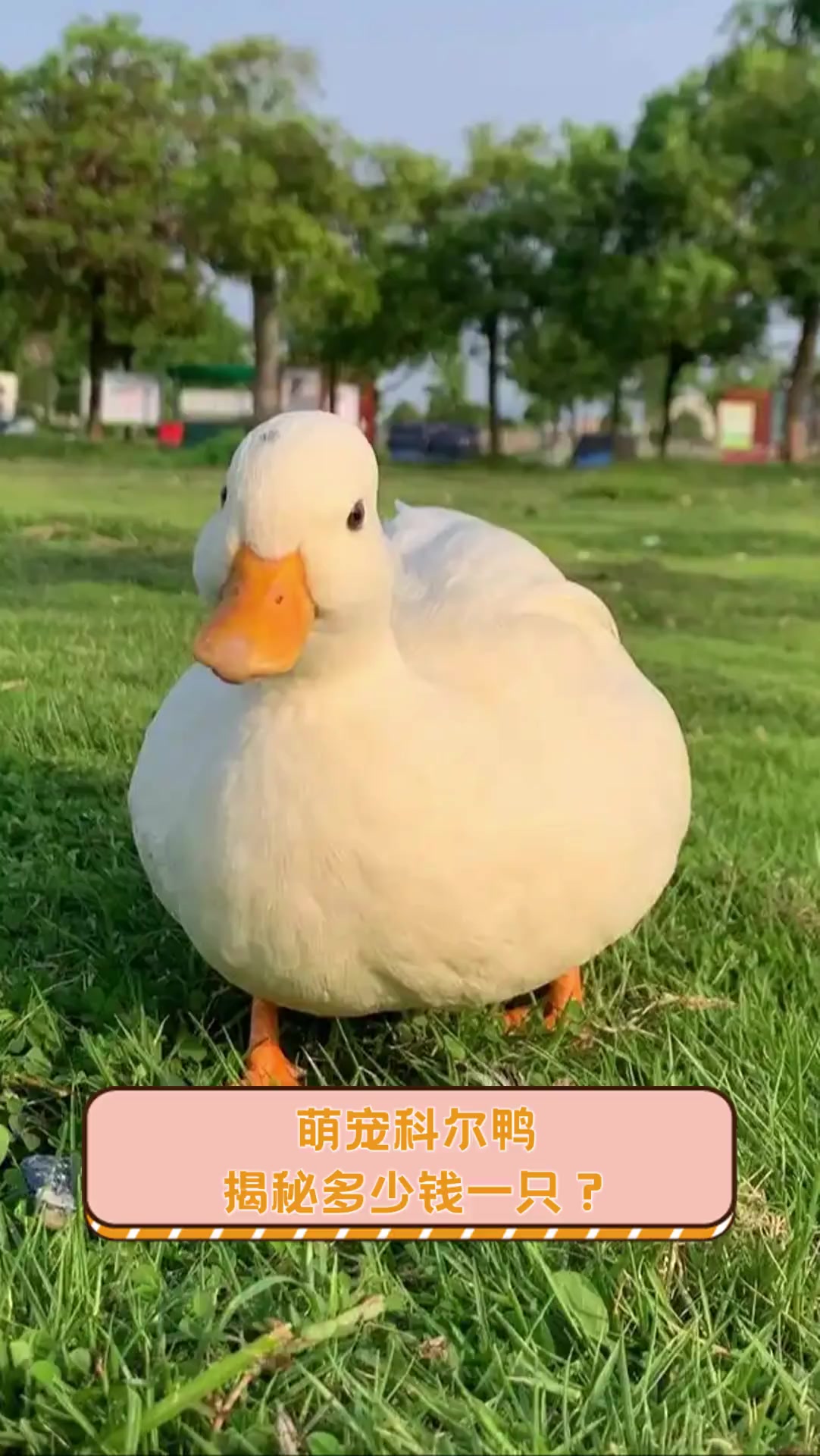 萌宠科尔鸭,揭秘多少钱一只?