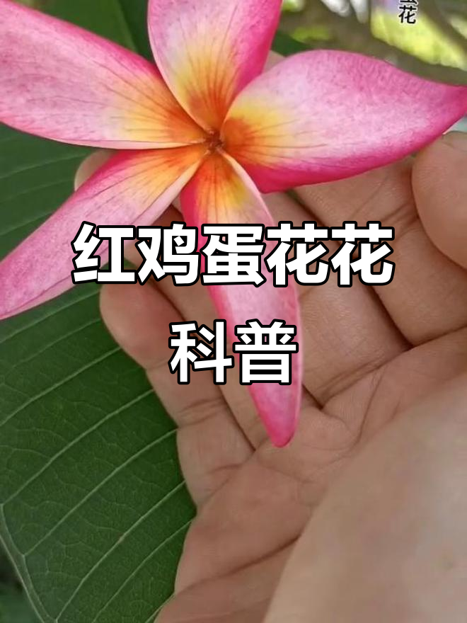 红花鸡蛋花：夹竹桃科植物详解