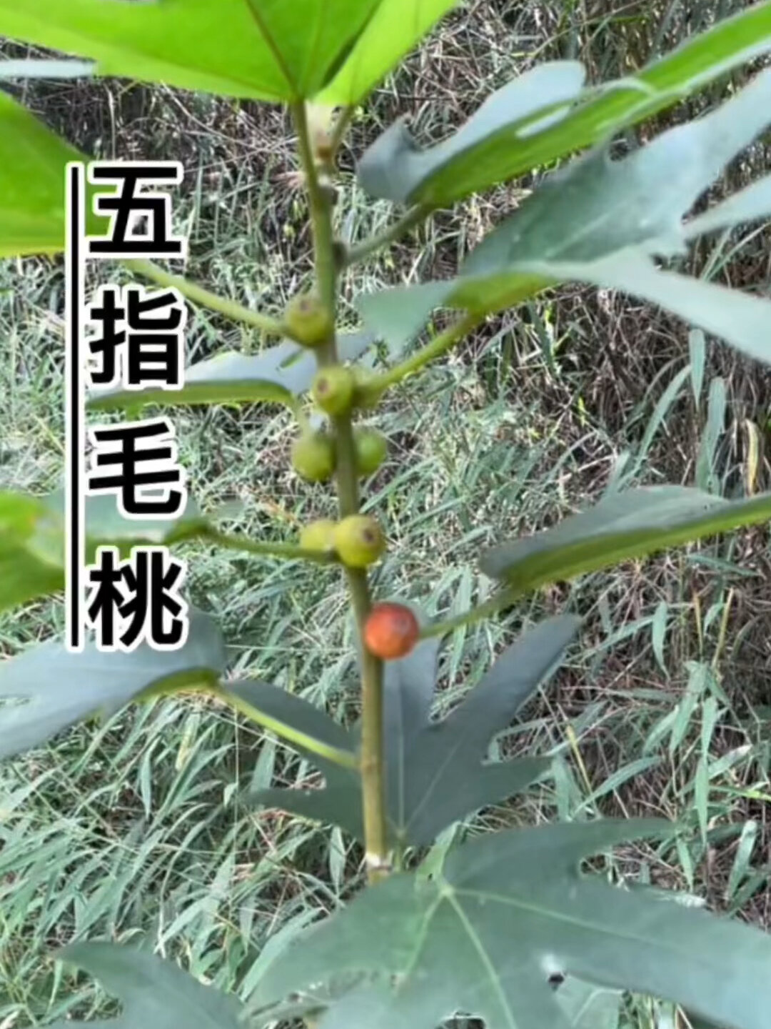 五指毛桃的作用与功效