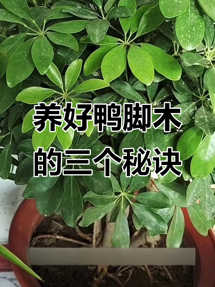 鸭脚木养护全攻略:光照、修剪与施肥三大要点