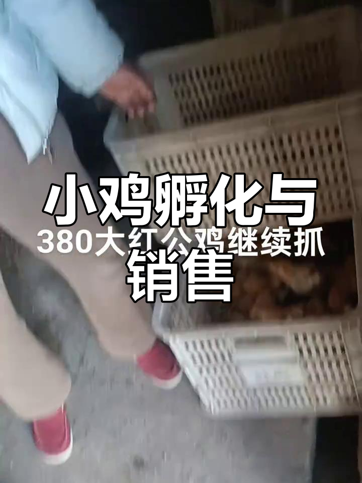 优质鸡苗孵化场,小鸡健康又活泼