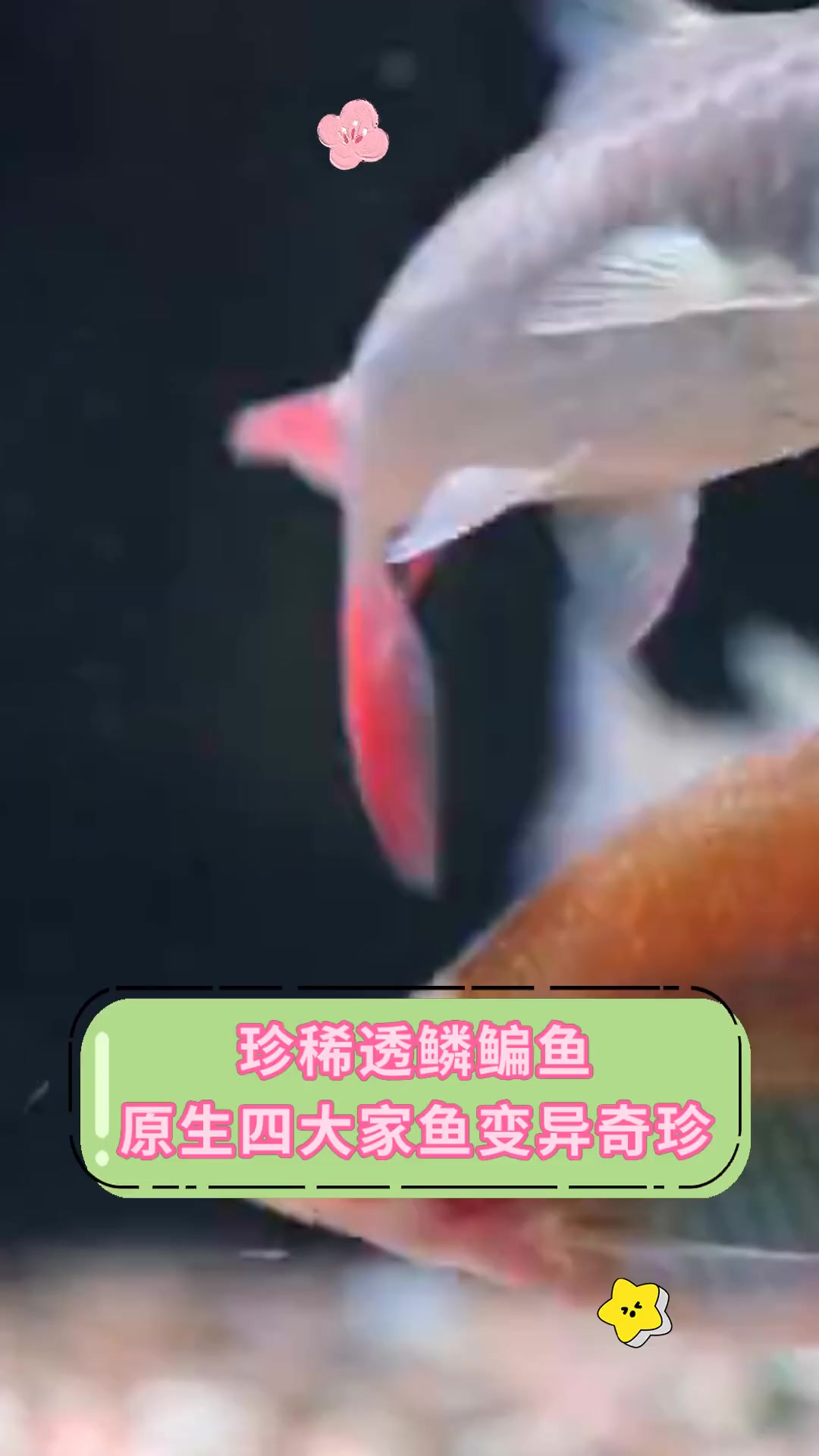 珍稀透鳞鳊鱼 原生四大家鱼变异奇珍
