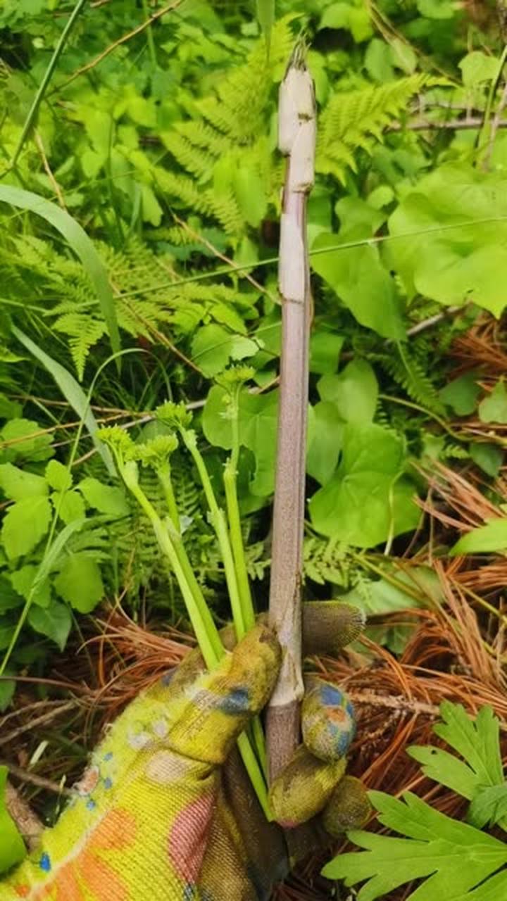 龙须菜的高光时刻,记录大山里的农村生活