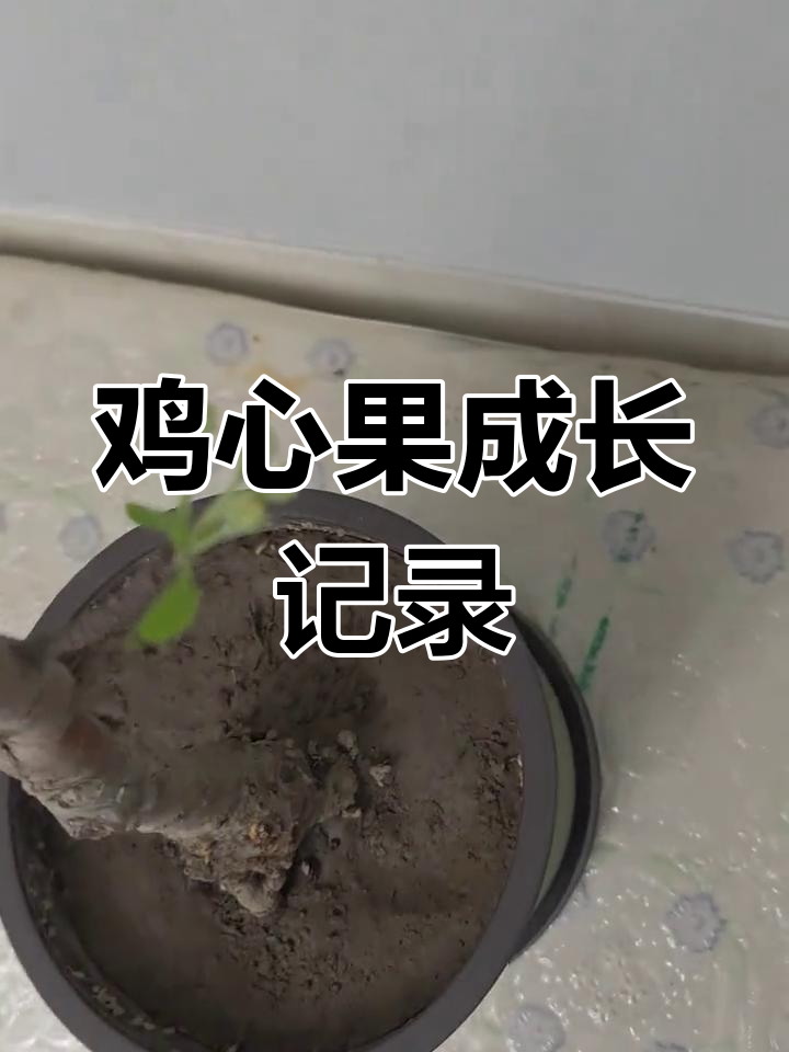鸡心果盆栽成长日记:从花苞到叶片的蜕变