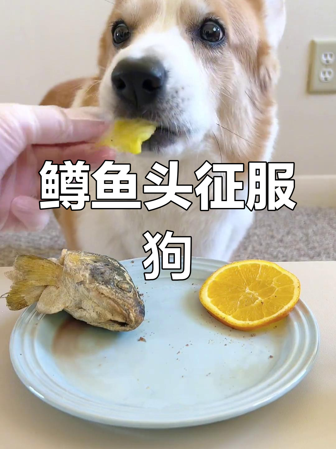用鳟鱼头挑战狗狗味蕾,柯基干饭日常
