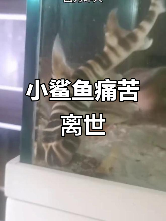 狭纹虎鲨挣扎死亡,宝宝回归大海,我无法挽救