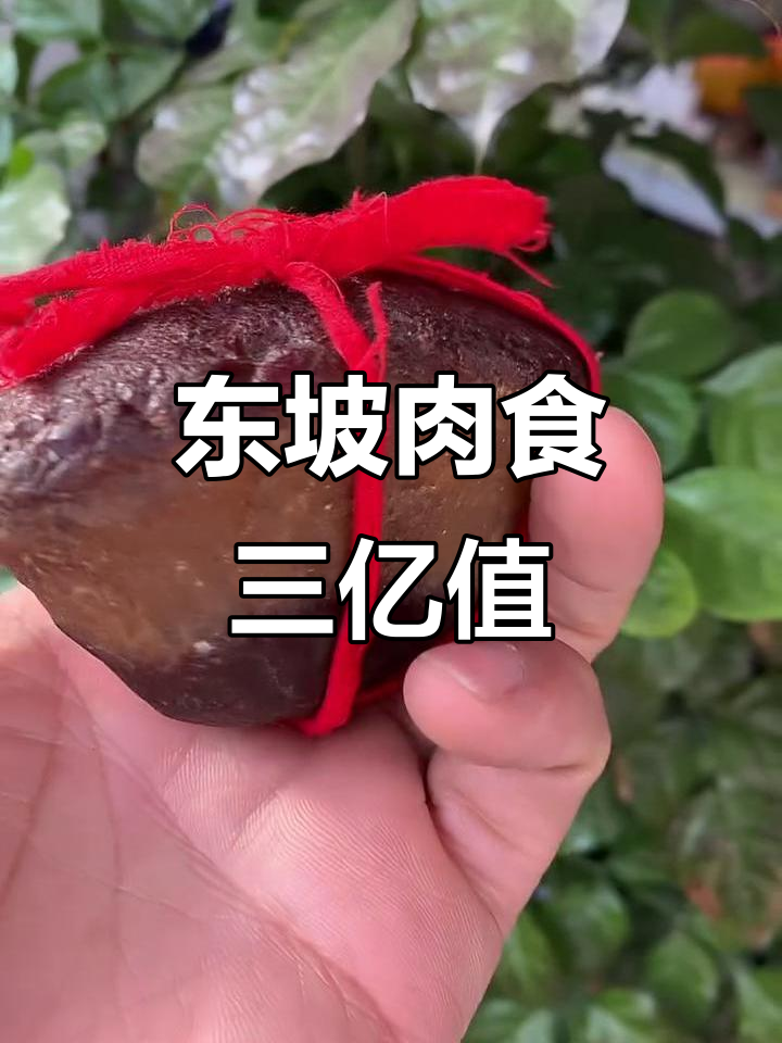 纯天然东坡肉石,价值三点八亿,现价二百元差距甚远