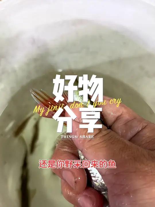 新鱼入缸检疫很重要、可以极大避免新鱼带菌入缸 观赏鱼 鱼缸里的大自然 水族 鱼缸造景 养鱼
