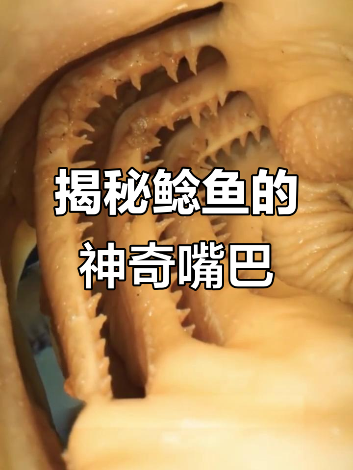 鲶鱼嘴里的秘密:探秘独特捕食器官