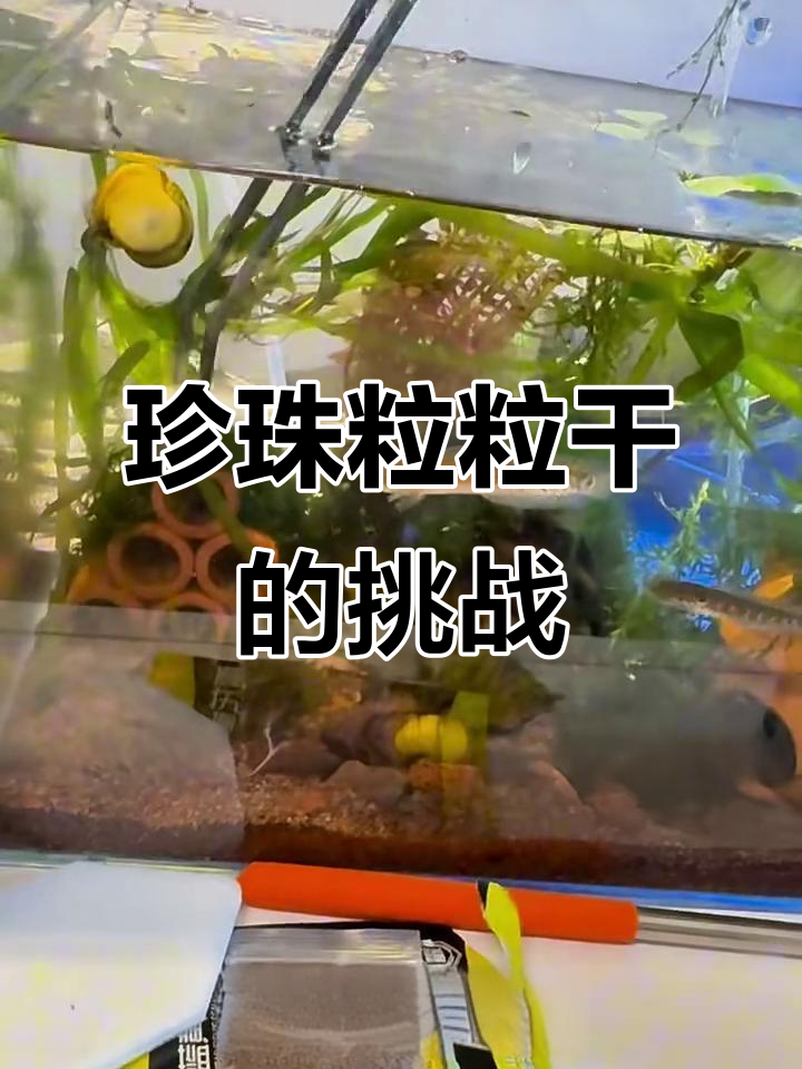 小丽丽的珍珠粒粒干,狗头终于开口了!