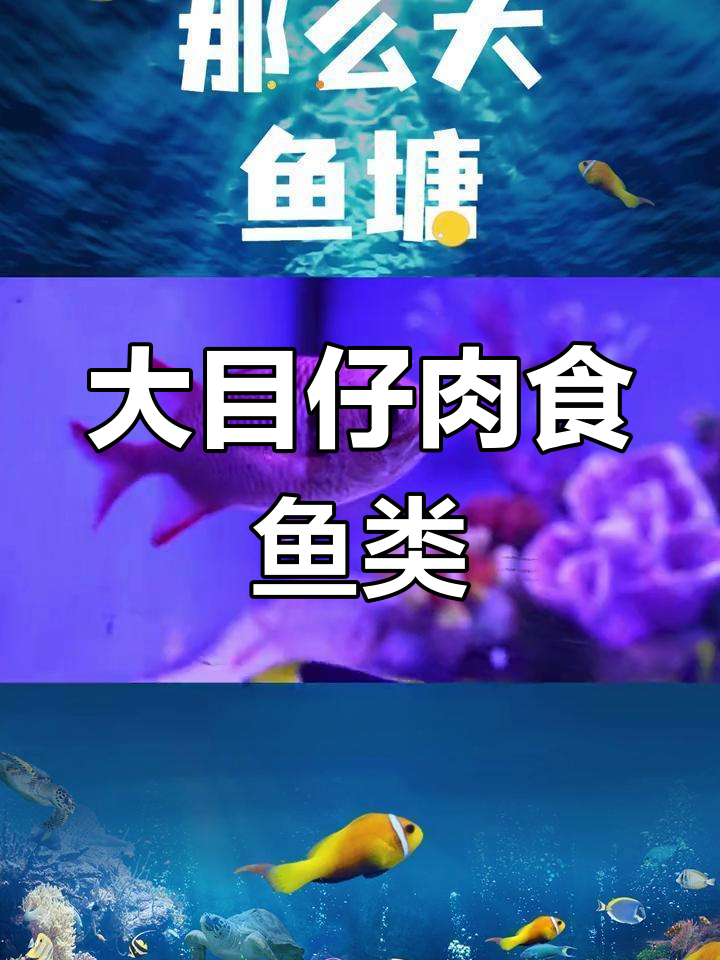 夜行性大眼鱼,吃浮游生物