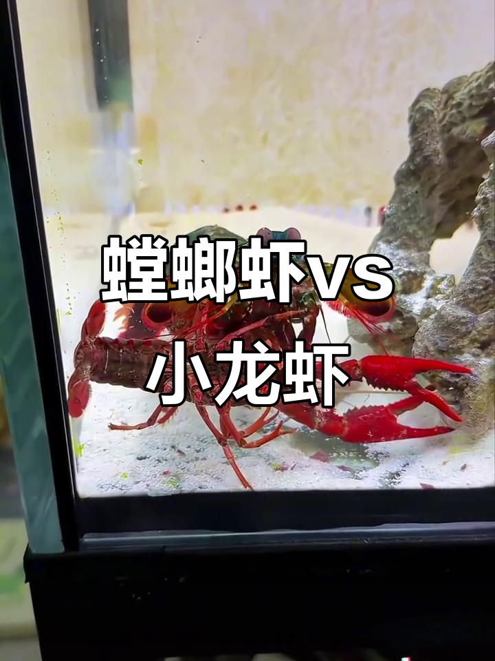 螳螂虾强势压制小龙虾,谁能笑到最后?