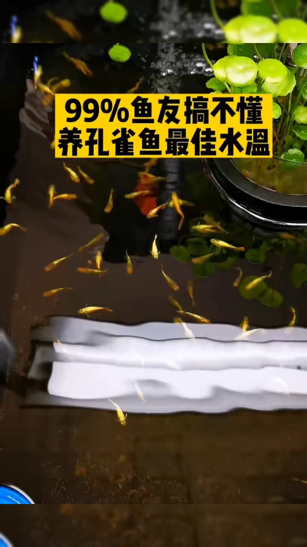 孔雀鱼水温到底多少度?
