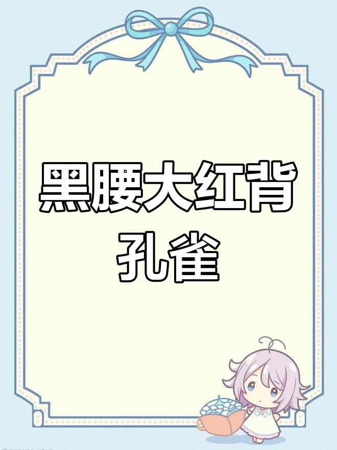 巴西褶扇孔雀鱼:黑腰大红背起绒打褶