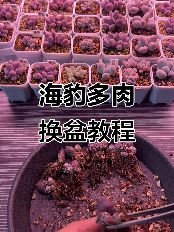 海豹品种多肉上盆技巧，轻松搞定根系与土壤