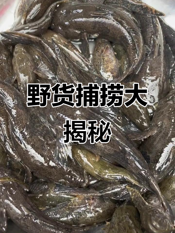 渔民生活体验:野生鱼原汁原味,大小不一的美丽收获