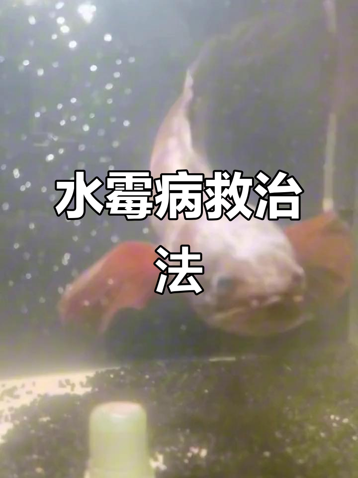 月鳢水霉病,赶紧升温治疗!