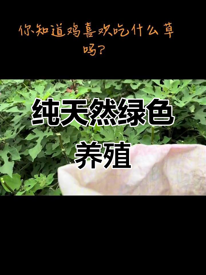 农村散养土鸡鹅的天然饲料,构树叶与草料搭配喂养