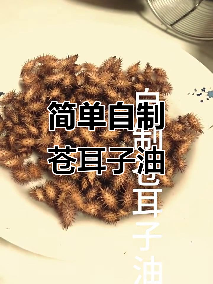 自制苍耳子油,轻松缓解鼻子不适