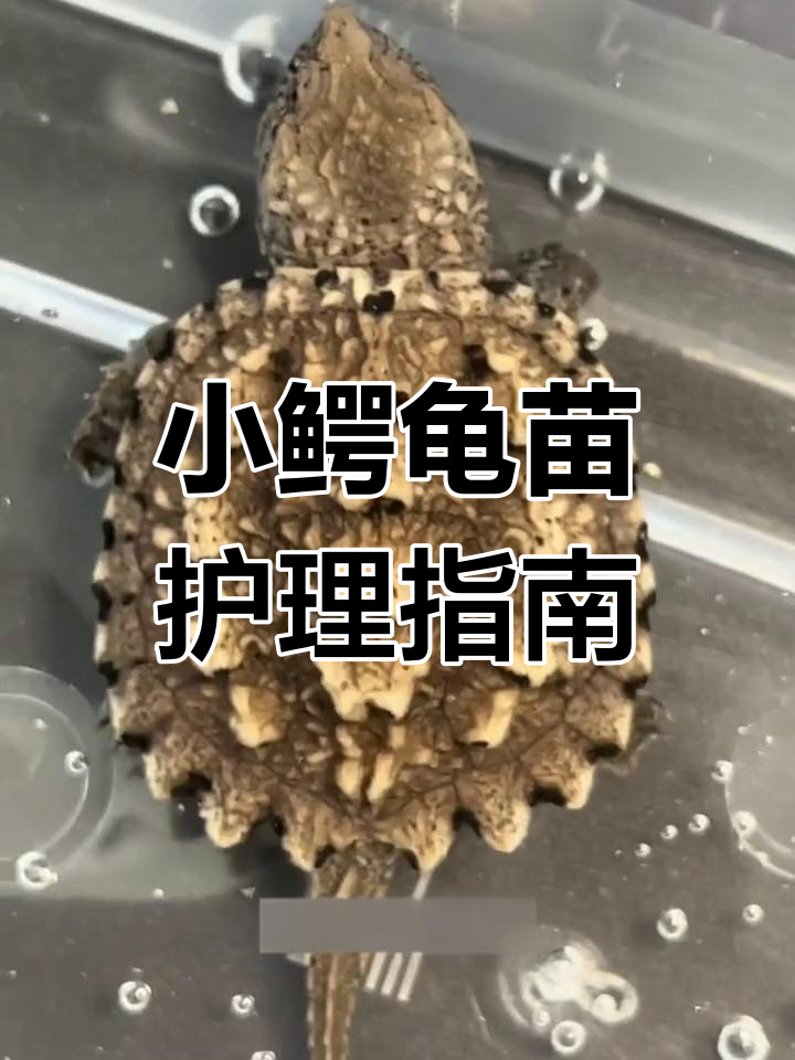 小鳄龟苗到家,如何正确饲养?白佛与黑佛的养护技巧