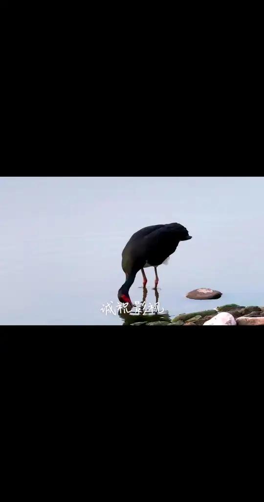 平遥尹回水库发现了两只大鸟,当地大爷称之为吃鱼鹳