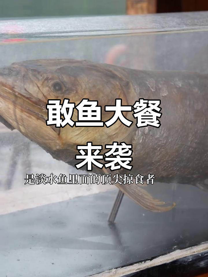 一桌全鱼宴挑战,敢吃辣的来试试!