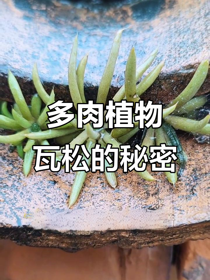瓦松:多肉植物的鼻祖,民间智慧与药用价值
