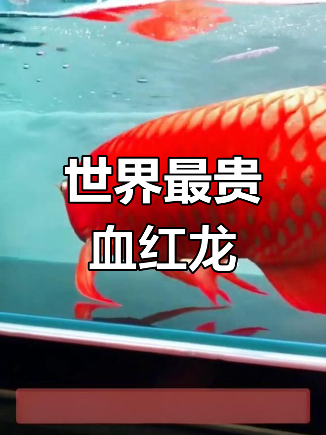 血红龙鱼:世界上最昂贵的观赏鱼