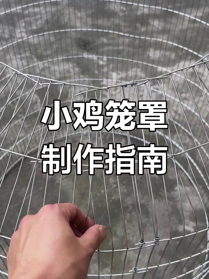 选择合适尺寸的镀锌网,轻松打造小鸡笼,既实惠又实用