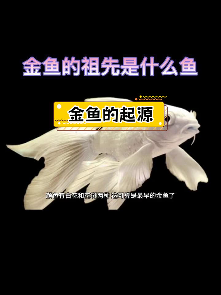 金鱼的进化之路:从鲫鱼到金鱼