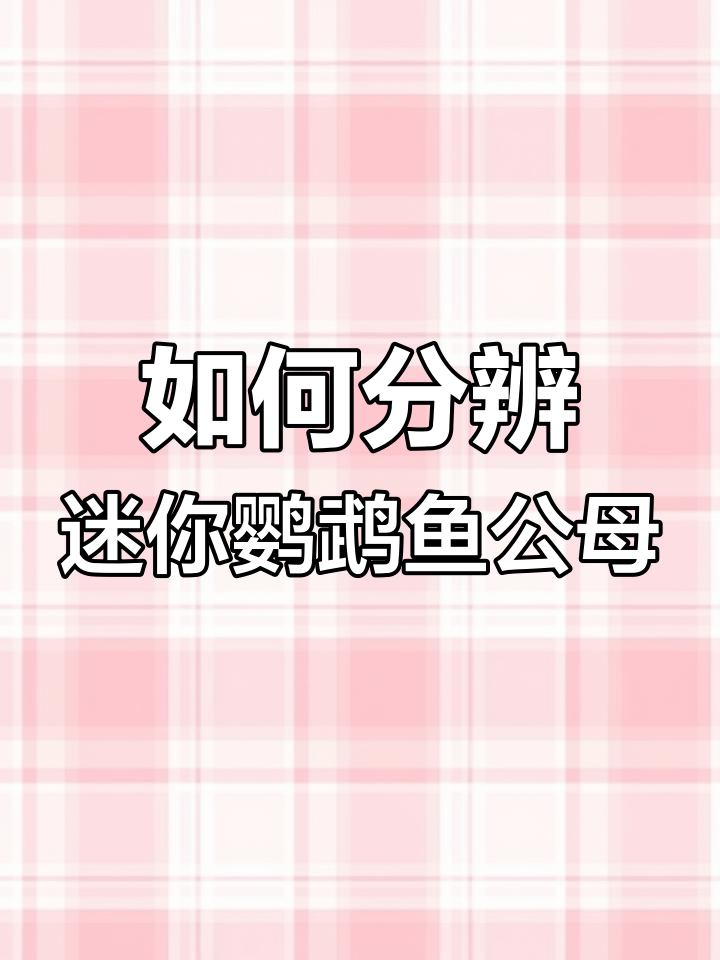 迷你鹦鹉鱼公母辨别技巧,掌握这3个特征轻松分辨